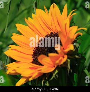 Leuchtend Orange Sonnenblume vor einem grünen Hintergrund Stockfoto
