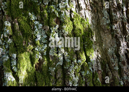 Moos und Flechten bedeckt Baumrinde Lake District England United Kingdom Stockfoto