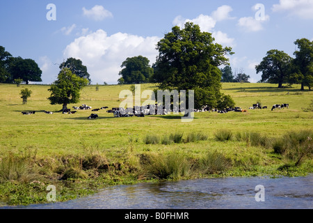 Bio-Rind Unterschlupf unter einer Eiche auf einer Wiese Cotswolds in Sherborne Gloucestershire Vereinigtes Königreich Stockfoto