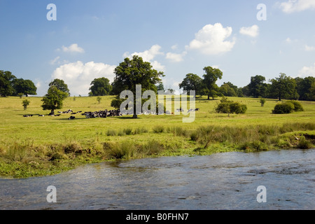 Bio-Rind Unterschlupf unter einer Eiche auf einer Wiese Cotswolds in Sherborne Gloucestershire Vereinigtes Königreich Stockfoto