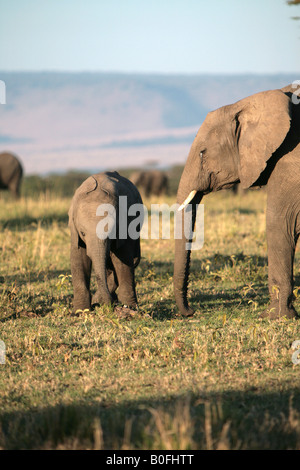 Ein Baby-Elefant und Mutter bei Sonnenaufgang in der Masai Mara Kenia in Ostafrika Stockfoto