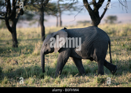 Baby-Elefant bei Sonnenaufgang in der Masai Mara Kenia in Ostafrika Stockfoto