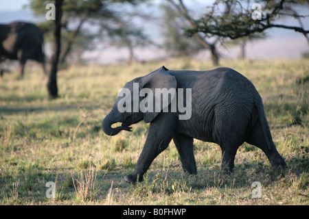 Baby-Elefant bei Sonnenaufgang in der Masai Mara Kenia in Ostafrika Stockfoto