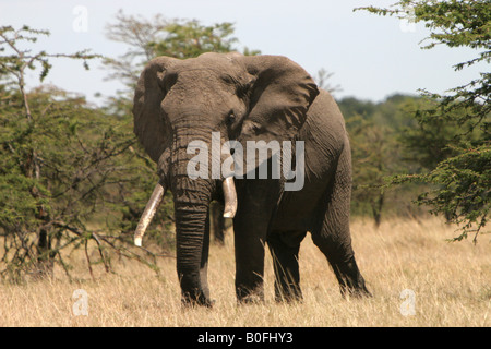 Elefantenbulle in der Masai Mara Kenia in Ostafrika Stockfoto