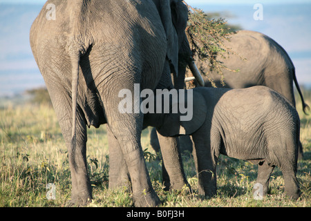 Ein Säugling baby-Elefanten und Mutter bei Sonnenaufgang in der Masai Mara Kenia in Ostafrika Stockfoto