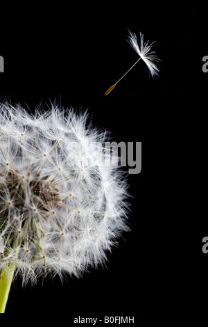 Löwenzahn Blüte Samen Kopf Taraxacum Officinale Korbblütler Nahaufnahme mit einem Samen wegfliegen Stockfoto