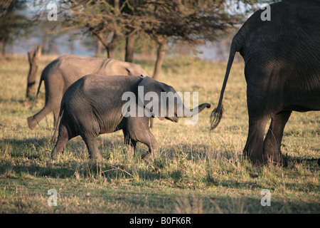 Ein Elefantenbaby Fütterung bei Sonnenaufgang in der Masai Mara Kenia in Ostafrika Stockfoto