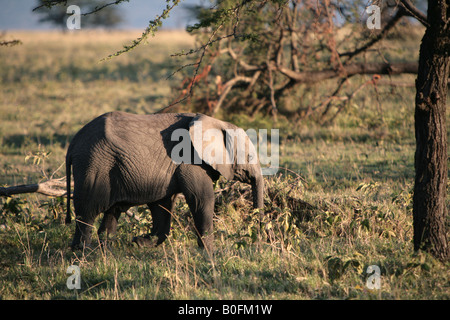 Ein Elefantenbaby Fütterung bei Sonnenaufgang in der Masai Mara Kenia in Ostafrika Stockfoto