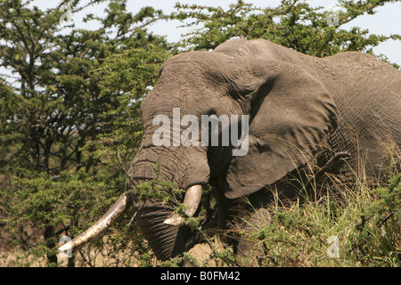 Elefantenbulle in der Masai Mara Kenia in Ostafrika Stockfoto