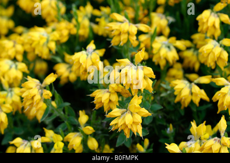 GENISTA HISPANICA SPANISCHE GINSTER Stockfoto