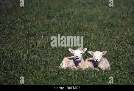 Neu geborenen Lämmer blöken auf einem Feld am Kirchturm Bumpstead an den Essex-Suffolk-Grenzen Stockfoto