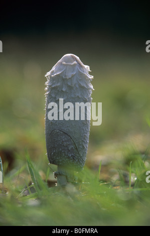 Shaggy Tinte Kappe Coprinus comatus Stockfoto