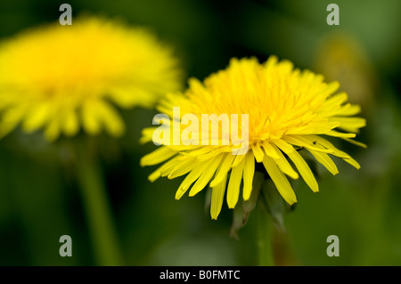 Löwenzahn in einem Feld, Makroaufnahme Stockfoto