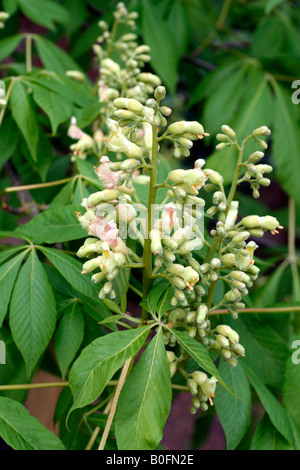 AESCULUS INDICA BLOSSOM Stockfoto