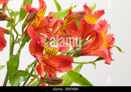 Alstroemeria Aurea oder Peruanische Lilie als einen Blumenstrauß in einer Vase Blume Nahaufnahme Stockfoto