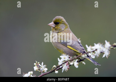 Grünfink Zuchtjahr Chloris auf Blüte im Frühling Regen Stockfoto