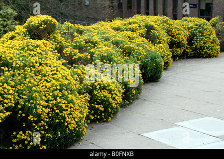 GENISTA HISPANICA SPANISCHE GINSTER Stockfoto