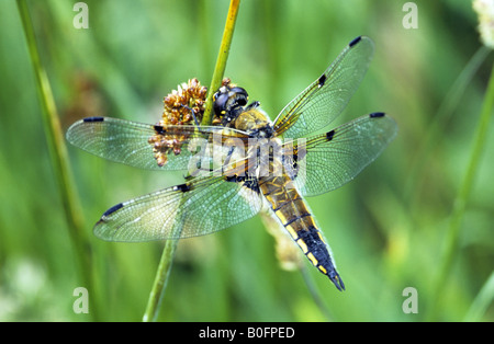 Vier Spotted Chaser Libelle Stockfoto
