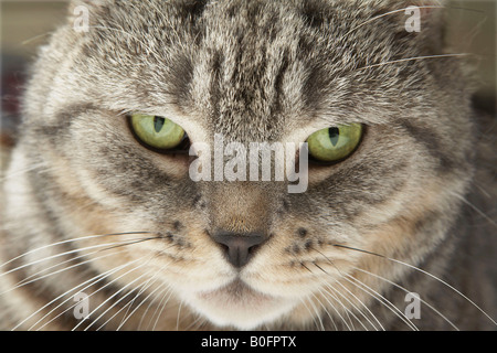 Nahaufnahme von Katzen Gesicht Stockfoto