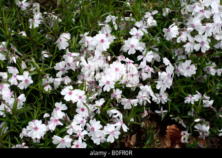 PHLOX SUBULATA AMAZING GRACE Stockfoto