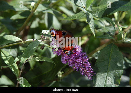 Tagpfauenauge auf Sommerflieder Stockfoto