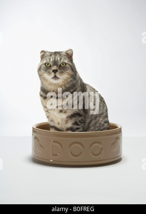 Katze sitzt im Hundenapf Stockfoto