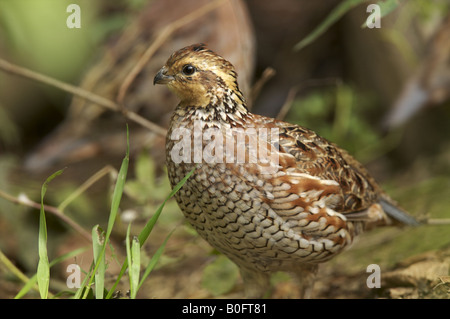 Weibliche Northern Bobwite Wachteln Stockfoto