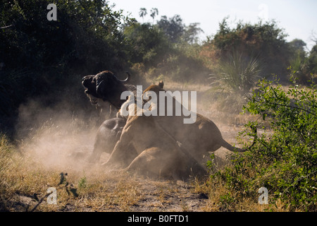 Drei weibliche Löwen stürzen tagsüber einen Erwachsenen Kaffernbüffel in das Okavango Delta in Botswana. Stockfoto