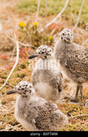 Westlichen Möwe Küken Larus Occidentalis Anacapa Island Channel Islands Nationalpark Kalifornien Stockfoto