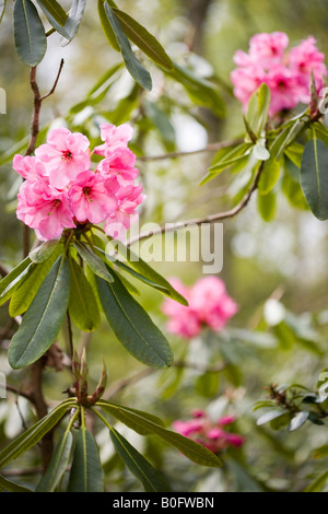 Rosa Rhododendron Stockfoto