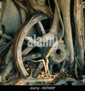 Alten Holzkarren Rad links stützte sich auf Baum mit Baum-Reben durch die Speichen in Beserah, Ost-Malaysia Abformmaterial gewachsen Stockfoto