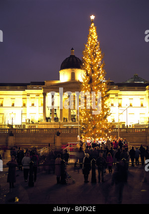 Weihnachtsbaum in Trafalgar Square in London England Stockfoto