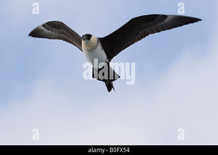 Stercorarius Pomarinus fliegen bei 6 Meilen vor der Küste des Ebro-Delta. Stockfoto