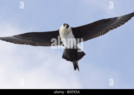 Stercorarius Pomarinus, fliegen in 6 Meilen vor der Küste des Ebro-Delta. Stockfoto