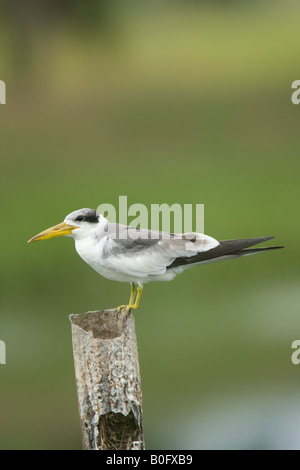 Large-billed Tern Phaetusa Simplex auf einem Pfosten Stockfoto