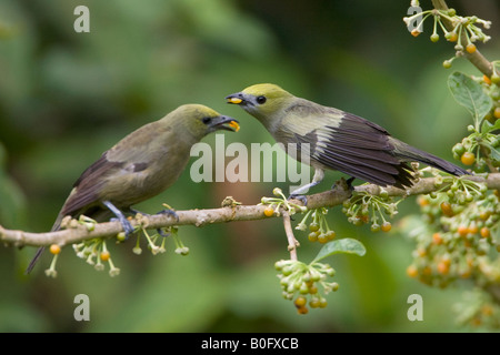 Palm Tanager Thraupis palmarum Stockfoto