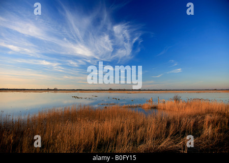 Winter Sonnenuntergang Röhrichten WWT Welney wäscht Nationalvogel Reserve Cambridgeshire England Großbritannien Großbritannien Stockfoto