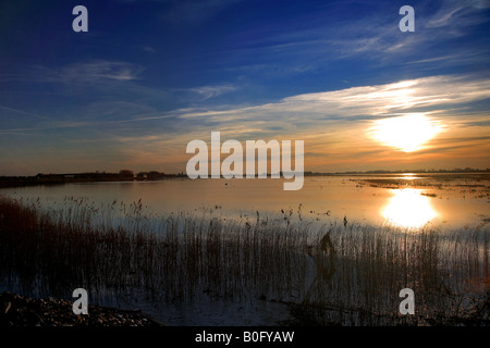 Winter Sonnenuntergang Röhrichten WWT Welney wäscht Nationalvogel Reserve Cambridgeshire England Großbritannien Großbritannien Stockfoto