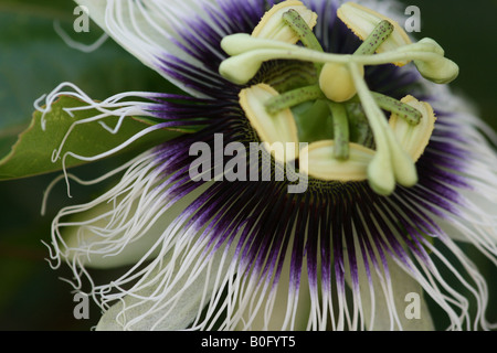 Nahaufnahme Foto einer Passionsfrucht Blume, Lilikoi, Passifloraceae, Stockfoto