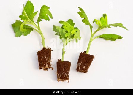 Neu geliefert Post Paket verwurzelte Chrysanthemen Pflanzen bereit zum Topfen Stockfoto