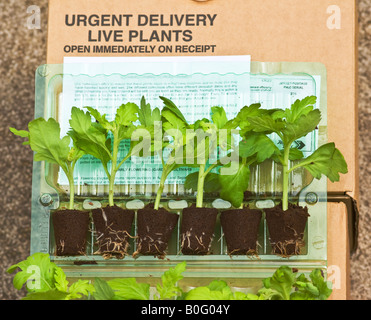 Neu geliefert Post Paket verwurzelte Chrysanthemen Pflanzen Stockfoto