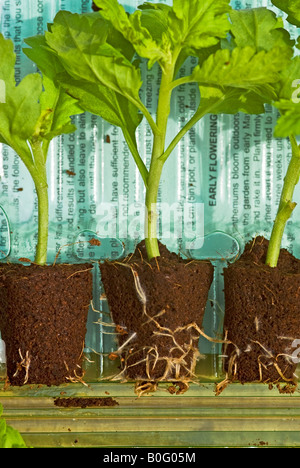 Neu geliefert Post Paket verwurzelte Chrysanthemen Pflanzen Stockfoto