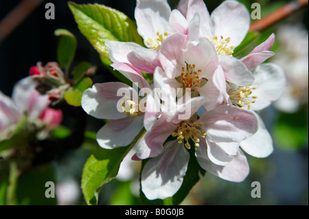Apple Blossom Blüte auf einem Baum Stockfoto