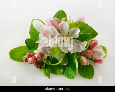 Apple Blossom gegen einen weißen Hintergrund für Ausschneiden Stockfoto