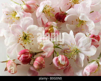 Apple Blossom gegen einen weißen Hintergrund für Ausschneiden Stockfoto
