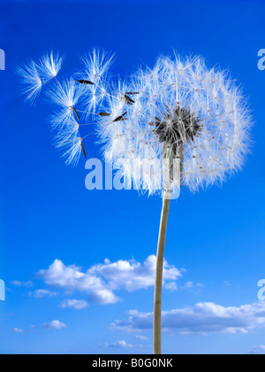 Löwenzahn Uhr vor einem blauen Himmel Stockfoto