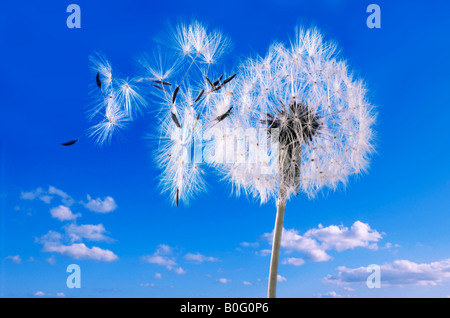 Löwenzahn Uhr vor einem blauen Himmel Stockfoto