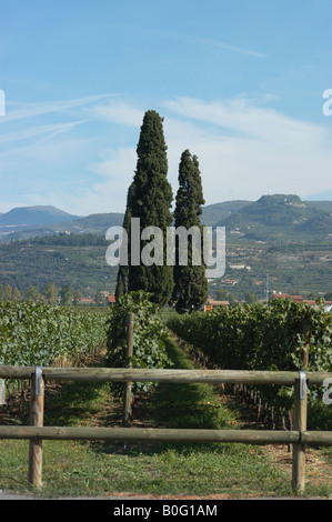 Valpolicella-San Pietro in Cariano - Nord Italia Veneto - Venetien Stockfoto