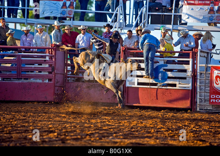 Rodeo-Stier reiten nach dem Ausscheiden aus der Rutsche Stockfoto