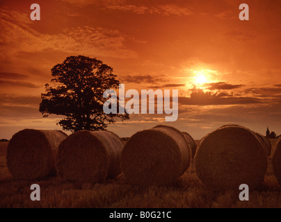 Oak Tree & große runde Strohballen in Landwirte stoppeln Feld in der Essex-landschaft Erntezeit Bauernhof Landschaft bei Sonnenuntergang in der Nähe von billericay England Großbritannien Stockfoto